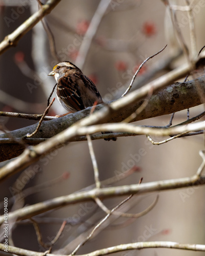 Sparrow sitting on branch
