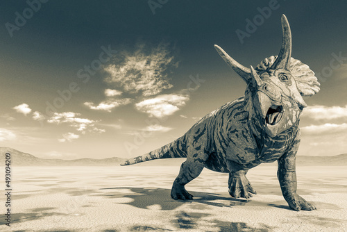 triceratops doing a cool pose on the desert walking after rain