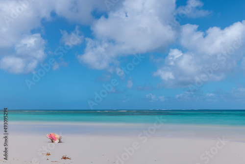 Beach with conch shell