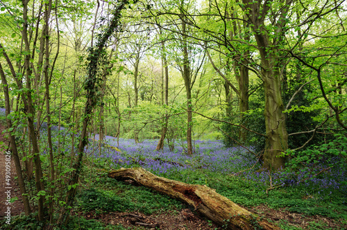 A patch of bluebell flowers growing in a forest