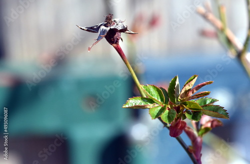 Verblühte Rosenblüte und junge Blätter photo