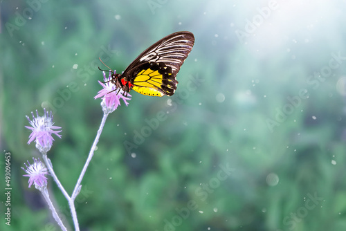 A large butterfly on an flower with sunlight and bokeh. beautiful spring background