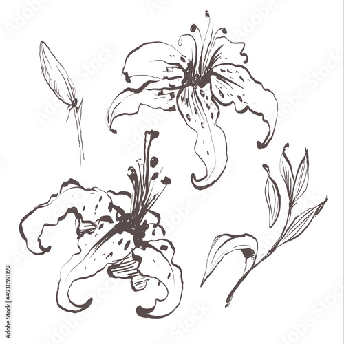 Lily flowers drawing illustration vector and clip art