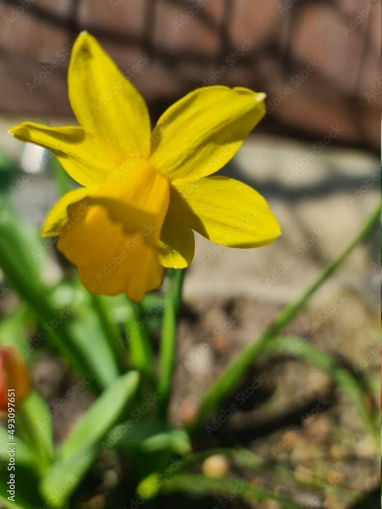 Fototapeta premium yellow daffodil flower
