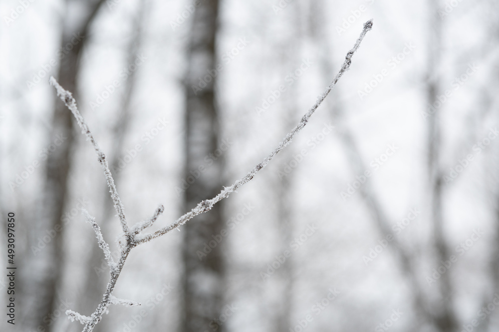 A small sprout of a tree, covered with frost crystals. A twig of a tree, with small ice crystals.