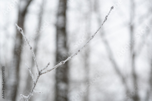 A small sprout of a tree, covered with frost crystals. A twig of a tree, with small ice crystals. © VikaDiKareva