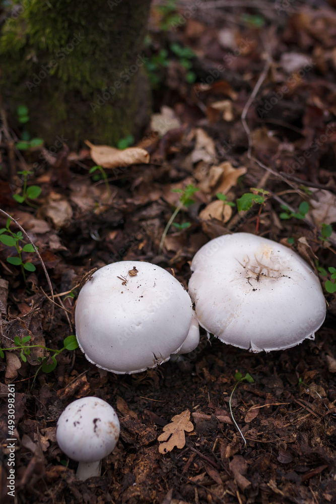Three champignon mushrooms caps hiding in autumn leaves. Autumn forest nature, mushrooms picking, organic food, protein diet. Three champignon mushrooms caps hiding in autumn leaves. Autumn forest nature, mushrooms picking, organic food, protein diet.