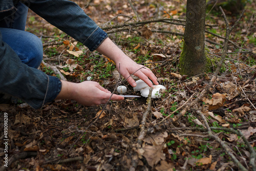 Mushroom-picker picking up champignons in autumn forest. Close up shot, only hands visible. Organic food, agaric edible mushrooms