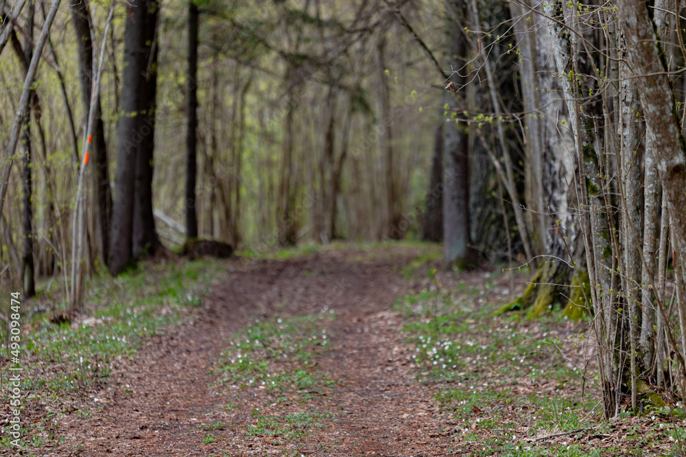 forest pathway in early spring forest pathway in early spring