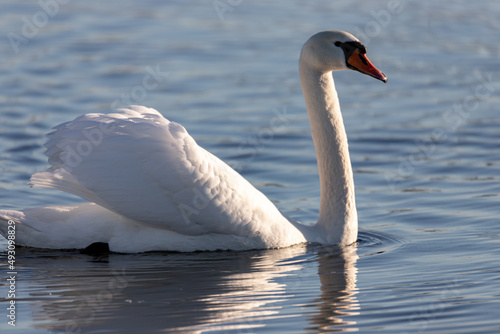 A mute swan Cygnus olor swimming on a blue lake in Winter. The swan is in threat posture  driving off last years young from the lake