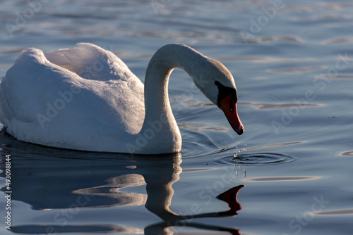 Fototapeta Naklejka Na Ścianę i Meble -  A mute swan Cygnus olor swimming on a blue lake in Winter. The swan is in threat posture, driving off last years young from the lake