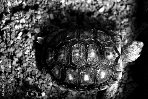 turtle in a sandbox in black and white photo