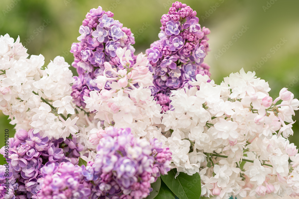 bouquet of lilacs in a jug. spring. lilac