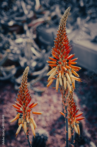 detalle de flores de aloe arboreo photo