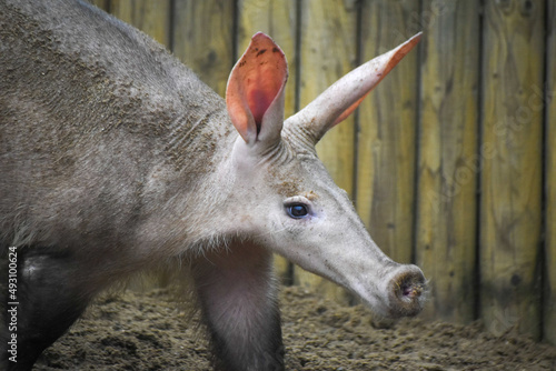 Aardvark in captivity at Suffolk zoo, UK