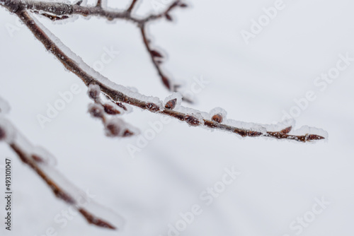 Tree branch covered by ice