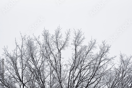 Fototapeta Naklejka Na Ścianę i Meble -  Winter tree on white sky background
