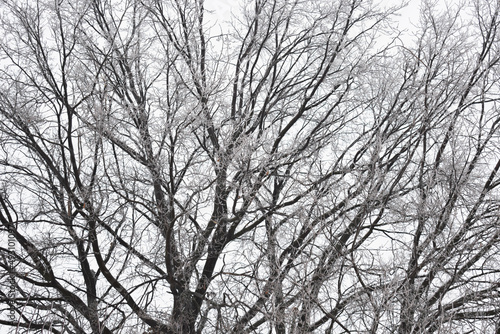 Winter tree branches on white sky background