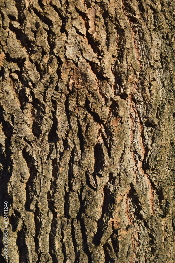 Bark of a tree. Bark tree texture. Bark pattern Bark of a tree. Bark tree texture. Bark pattern