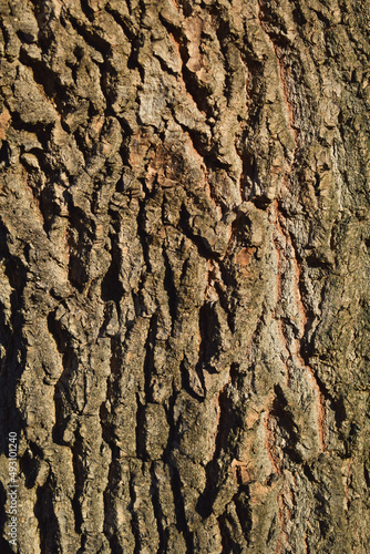 Bark of a tree. Bark tree texture. Bark pattern