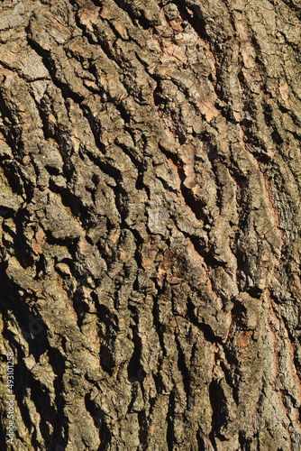 Bark of a tree. Bark tree texture. Bark pattern