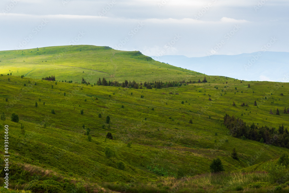 green rolling hills of mountain runa. beautiful nature landscape of carpathian mountains. cloudy summer weather