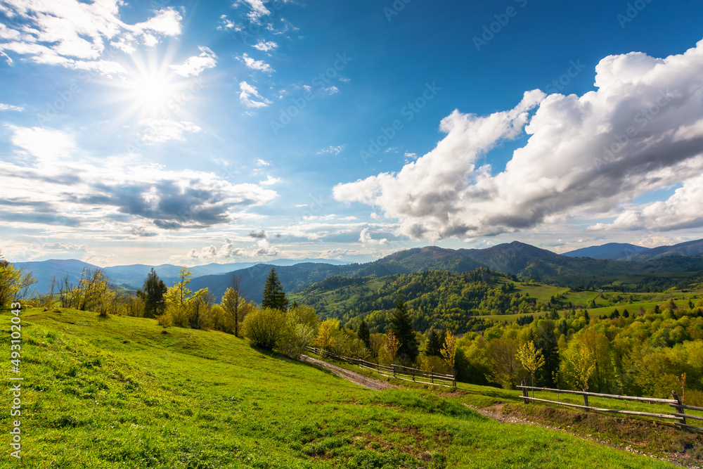 countryside scenery of carpathian mountains. beautiful green landscape on a sunny afternoon in spring. trees on the grassy hills and fluffy clouds on the sky