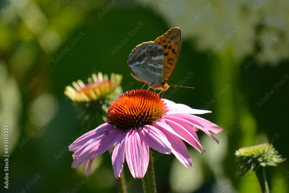 Schöner Schmetterling auf eine Purpur-Sonnenhut Blume Schöner Schmetterling auf eine Purpur-Sonnenhut Blume