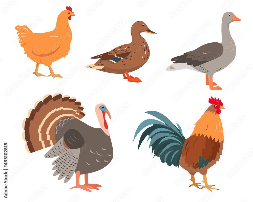 Fototapeta premium Set of farm birds in different poses and colors. Chicken, turkey, goose, duck, and rooster. Poultry icons isolated on white background. Vector flat or cartoon illustration.