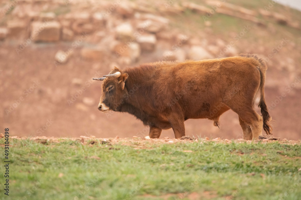 Fototapeta premium Beautiful bull of red devil color relaxing in the Spanish countryside demonstrating his power, nobility and bravery.