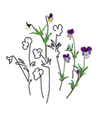Viola tricolor vector illustration 