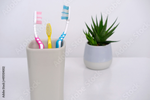 close-up of toothbrushes in a glass  indoor flower  concept of daily routine  oral hygiene  symbol of family relations