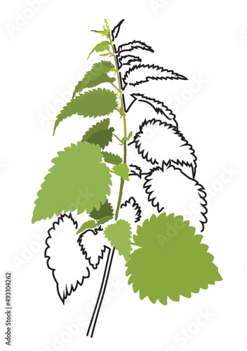 Burn nettle vector illustration 