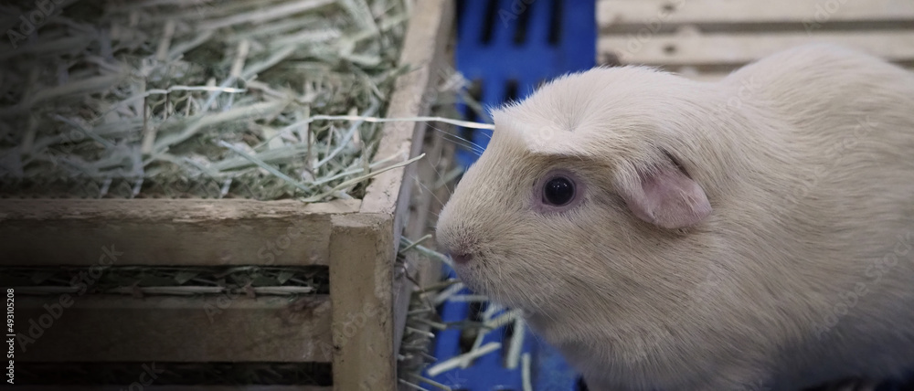 Obraz premium White Hamster. little pet hamster on plastic and wooden cage. The mouse eats dry grass or pet food on wooden box. An adorable hairy little animal. Hamsters are small pets famous for kids and women.