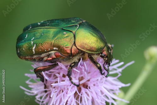 A bronze beetle (Cetonia aurata) on a flower of a forest plant.
The bronze beetle feeds on flowers of wild and cultivated plants.
