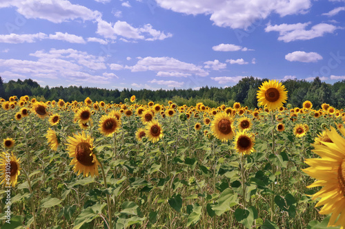 A field of blooming sunflowers under a blue sky with white summer clouds. Something incredibly exciting about this endless field of yellow sunflowers. 