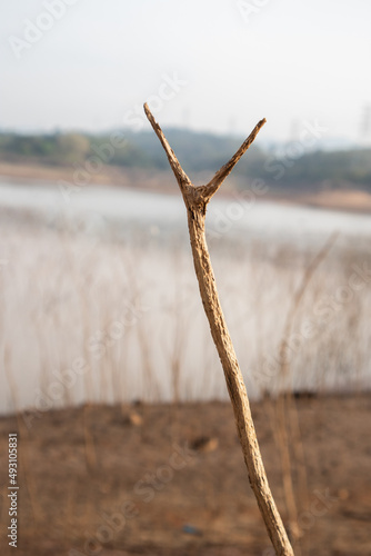 Dry Twig Stem Branch in nature