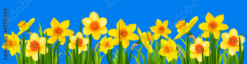Natural banner with narcissus