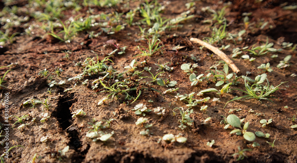 Green Plant Sprout in the Desert Soil Green Plant Sprout in the Desert Soil