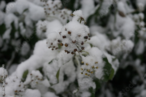 雪の庭　植物　積もる　ガーデニング　冬　雪