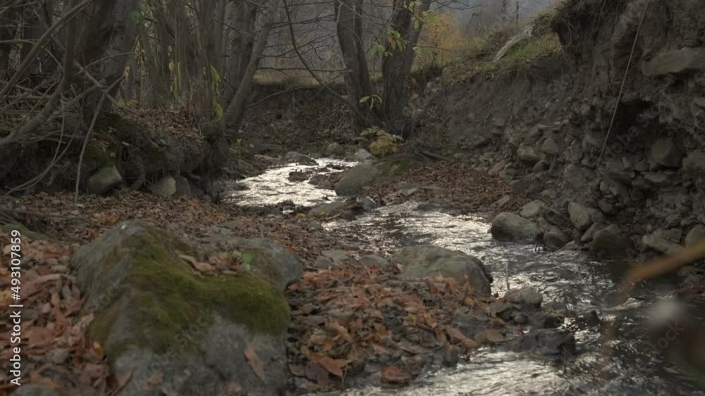 a small stream in the forest in a mountainous area a small stream in the forest in a mountainous area
