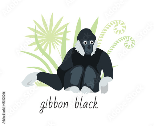 Animal black gibbon isolated on white background. Tropical plants. Vector flat illustration