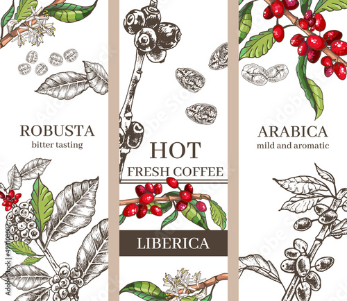 three background designs for coffee varieties robusta, arabica, liberica three background design options for coffee varieties robusta, liberica, arabica, graphic images of coffee beans and plants, bla photo