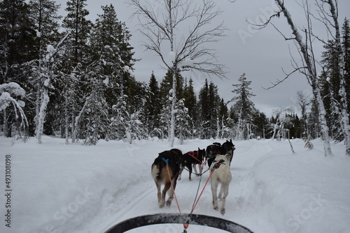 course à chien de traineaux en Laponie