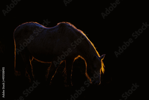 Backlit pony