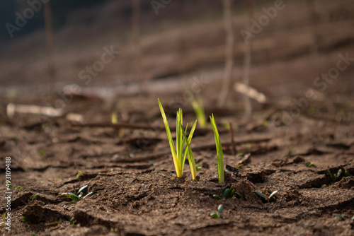 Green Plant Sprout in the Desert Soil