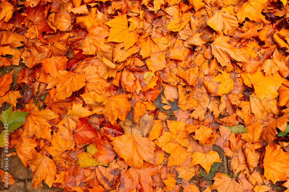 Brown leaves background photo. Autumn background. Abstract fall concept. Brown leaves background photo. Autumn background. Abstract fall concept.