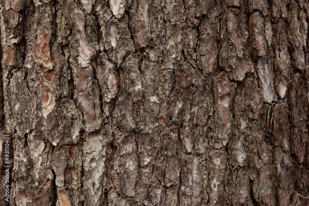 Brown bark background, close-up. Texture oak trunk for publication, screensaver, wallpaper, postcard, poster, banner, cover, website, post, space for your design or text. High quality photo Brown bark background, close-up. Texture oak trunk for publication, screensaver, wallpaper, postcard, poster, banner, cover, website, post, space for your design or text. High quality photo