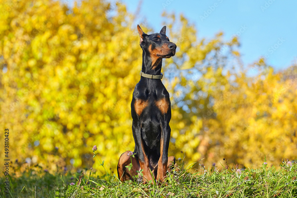 great young Doberman on the background of autumn foliage