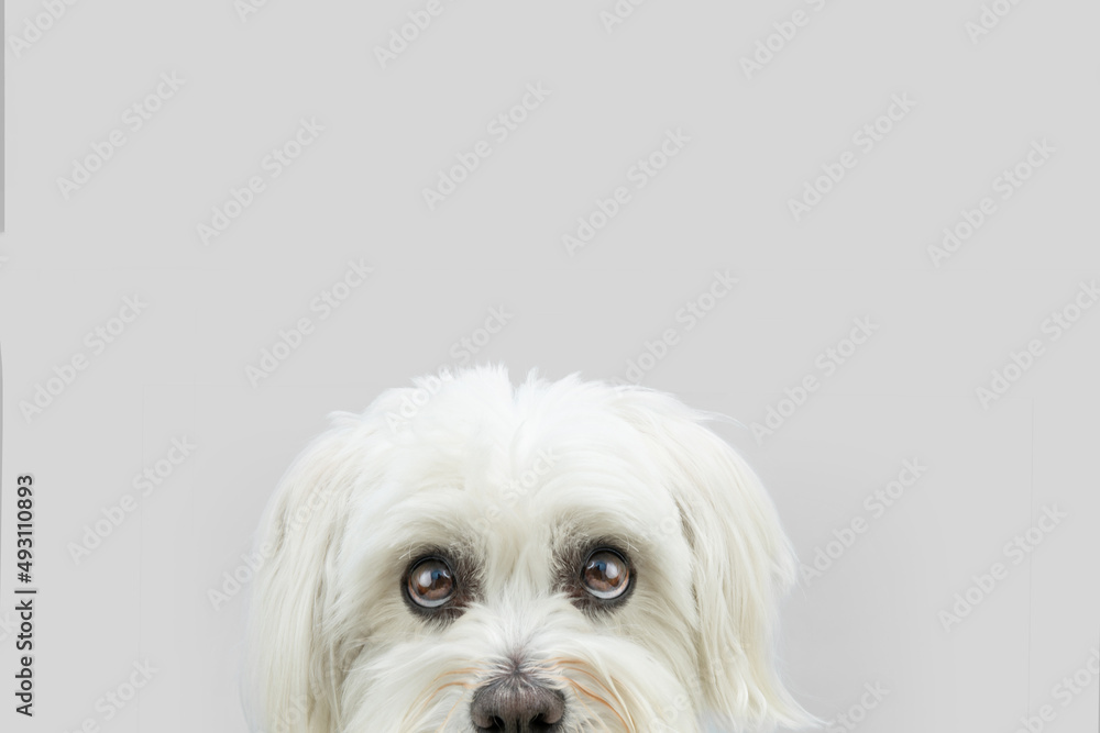 Close-up hide maltese dog looking with whale eyes. Isolated on grey background Close-up hide maltese dog looking with whale eyes. Isolated on grey background